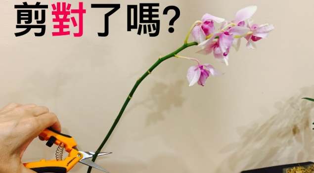 蘭花養護技巧