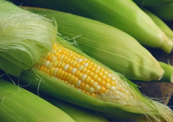 高鉀食物玉米