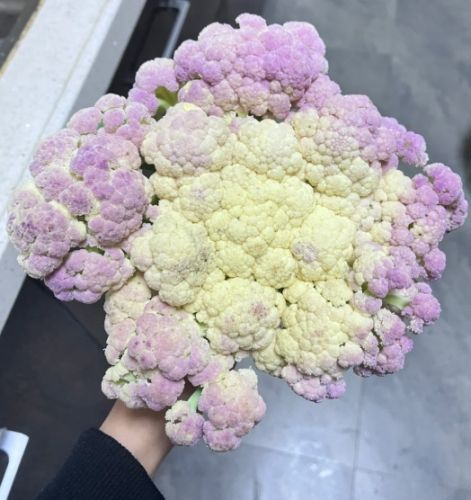 白花椰菜變色原因