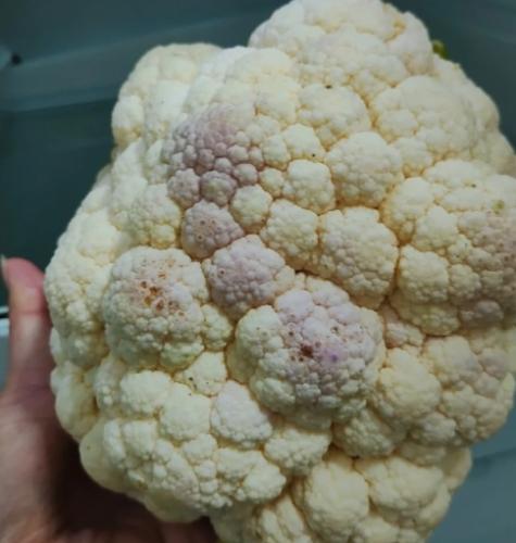 防止白花椰菜變色