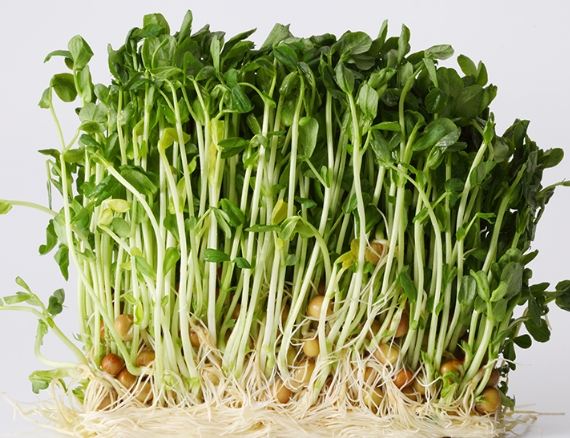 豌豆苗食用注意