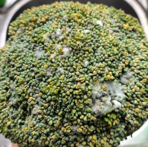 花椰菜保存方法