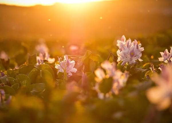 紐西蘭鞋子生物安全