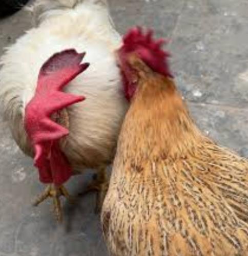 公雞母雞如何分辨