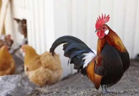 公雞母雞差別