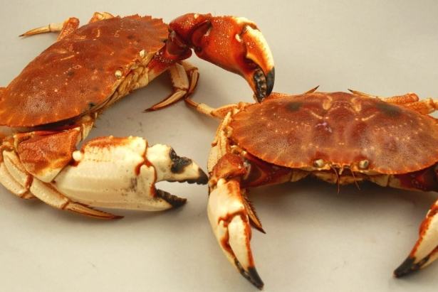 腸胃炎恢復飲食