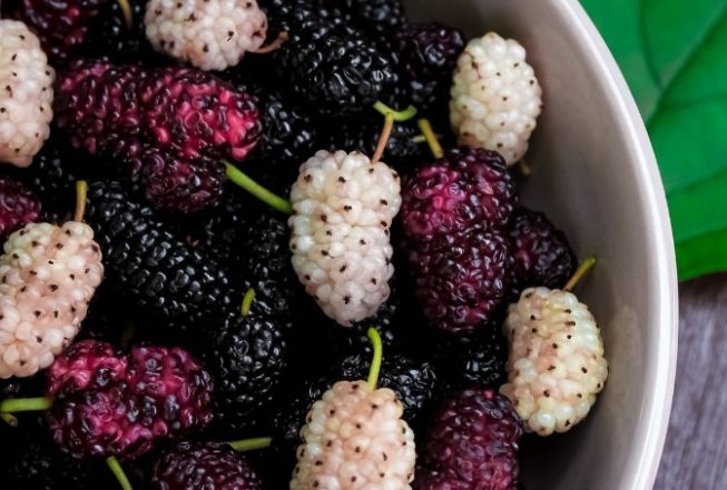 桑葚食用注意事項