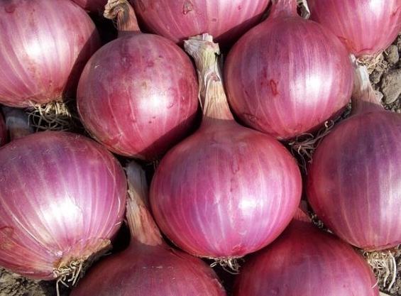 紫洋蔥營養價值