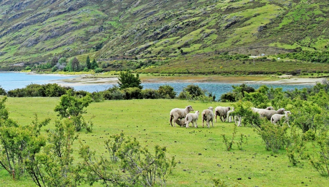 紐西蘭自由行攻略