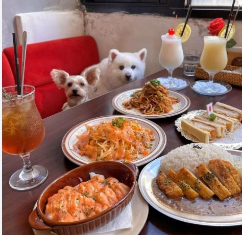 士林寵物餐廳推薦