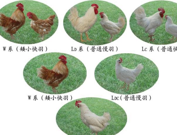 雞性別辨識方法