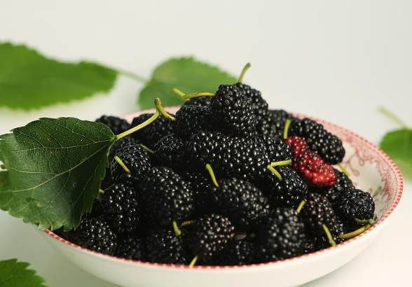 桑葚食用注意事項