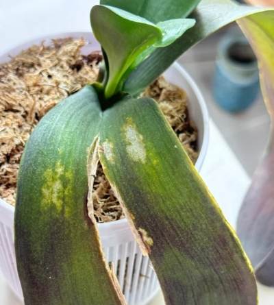 蝴蝶蘭葉子裂開處理