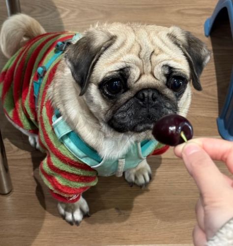 狗可以吃櫻桃嗎