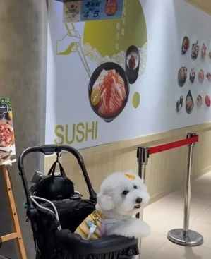 寵物友善義大利麵餐廳