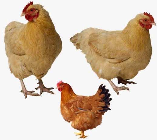 公雞母雞特徵差異