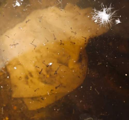 搖蚊幼蟲 生命周期