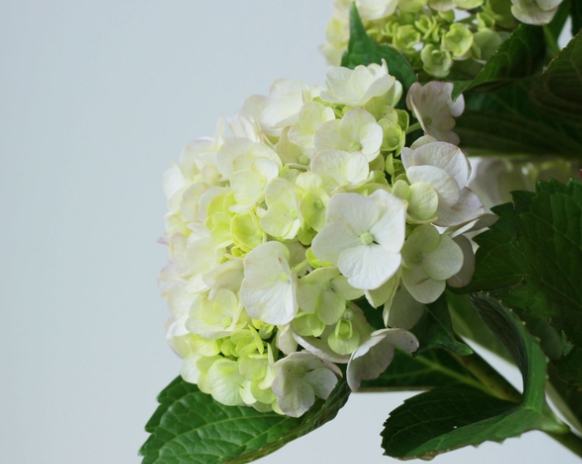 繡球花象征意義