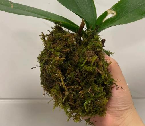 蝴蝶蘭花後護理