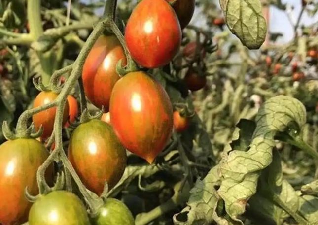 小番茄一天食用量