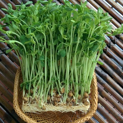 豌豆苗衛生處理