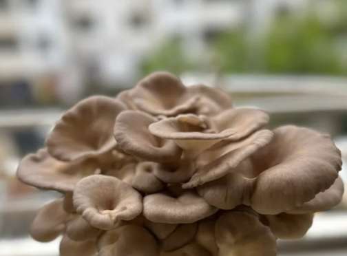 秀珍菇保存方法