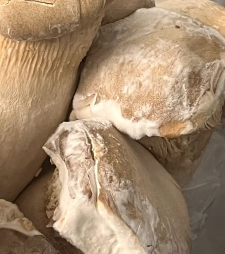 杏鮑菇變質跡象