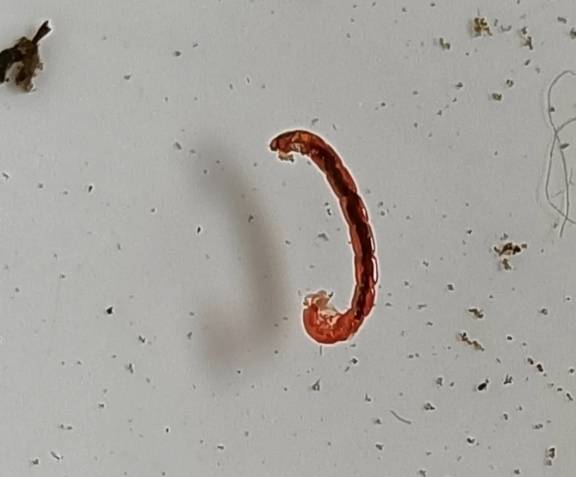 搖蚊幼蟲 生命周期