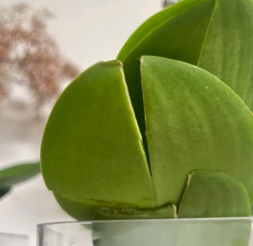 蝴蝶蘭葉子裂開原因