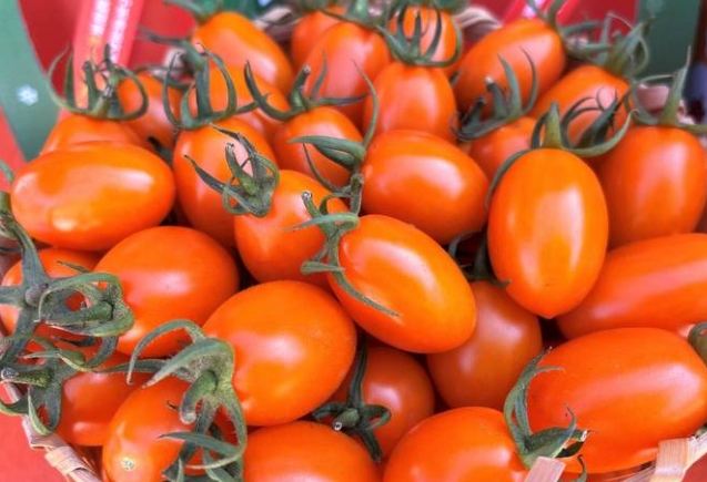 橘色番茄營養價值