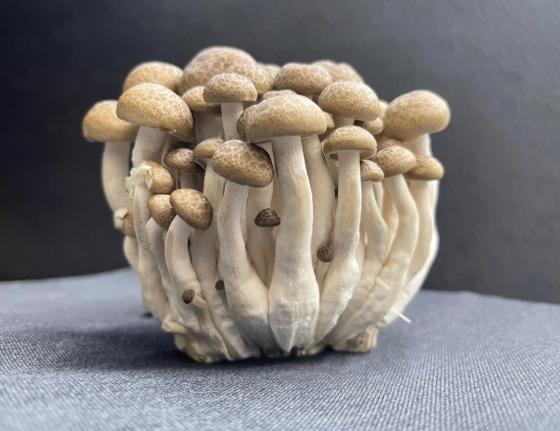 鴻禧菇冷凍方法