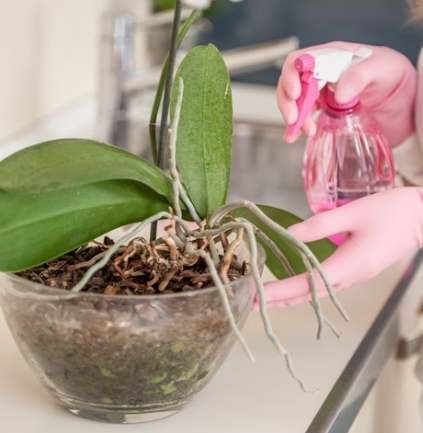 蝴蝶蘭養護澆水