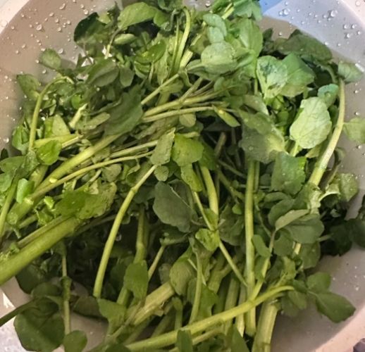 西洋菜營養價值