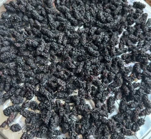 桑葚果干怎麼吃