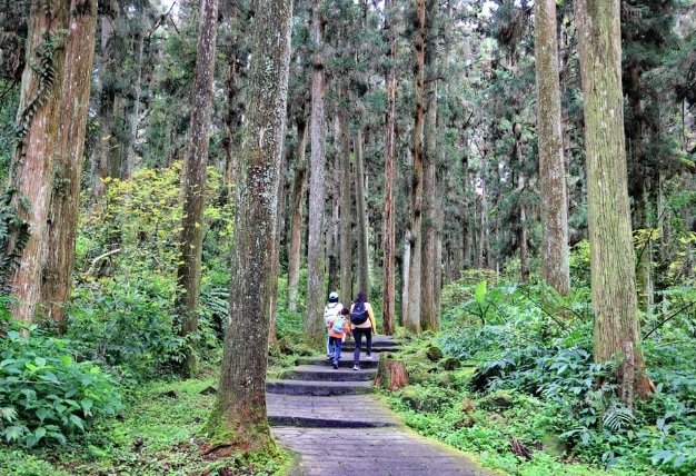溪頭森林遊樂區