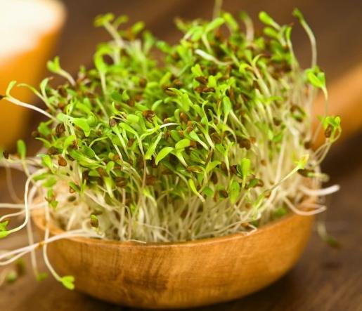 苜蓿芽種植常見問題