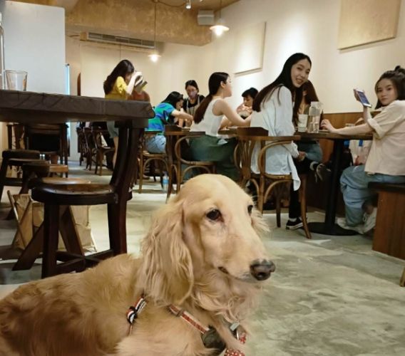台北寵物友善餐廳推薦