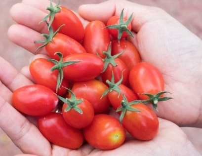 小番茄运动补充