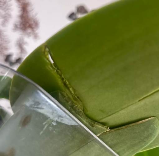 蝴蝶蘭葉子裂開預防