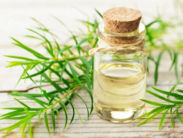 茶樹精油加水安全