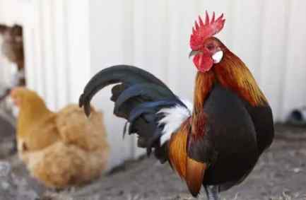 公雞母雞比較