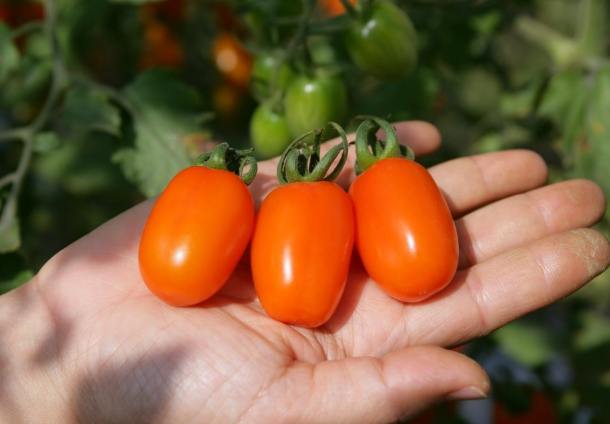 紅色番茄種植方法
