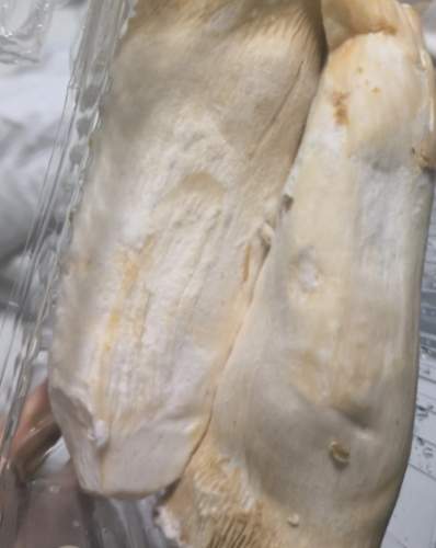 杏鮑菇保存方法