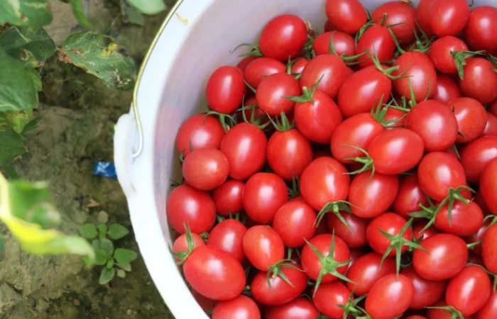 小番茄種植技巧