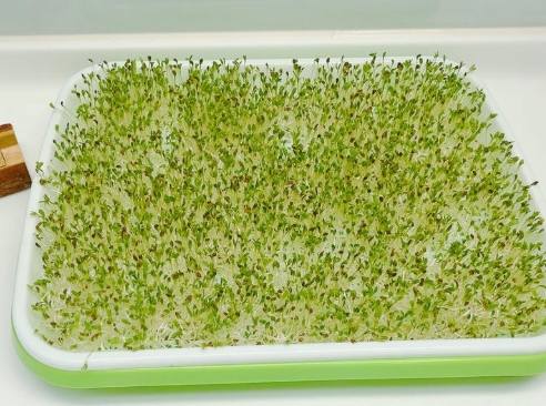 苜蓿芽種植方法