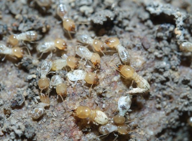 大水蟻幼蟲危害