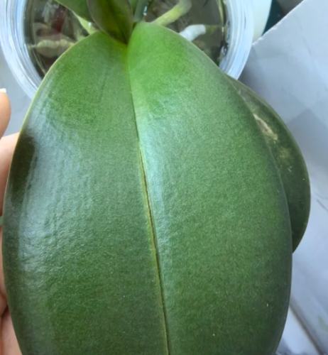 蝴蝶蘭葉子裂開原因