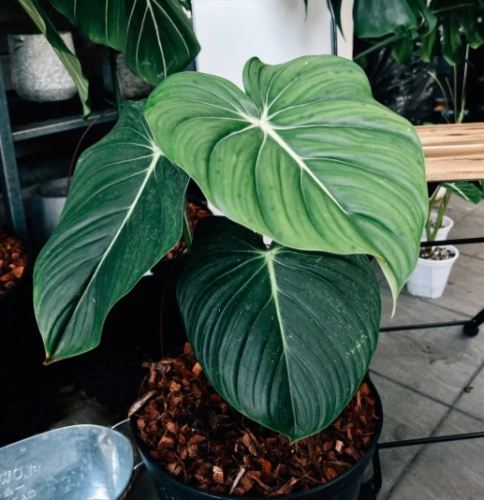 龜背芋不長新葉