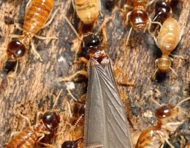 大水蟻幼蟲危害