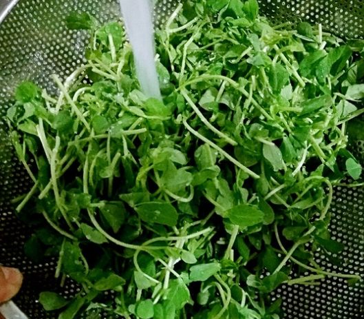 豌豆苗清洗方法